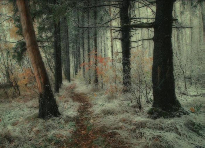 Beautiful Forests (22 pics)